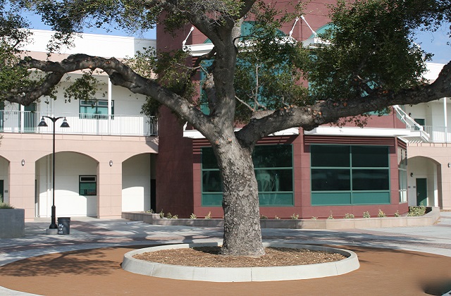 Monrovia High School Rubber Tree Wells
